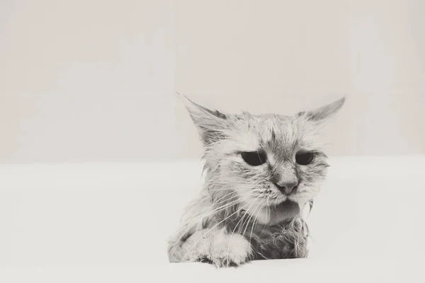 Söt ingefära katt efter ett bad, rolig liten demon — Stockfoto