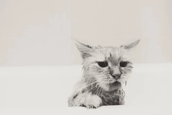 Banyo, komik küçük şeytan sonra şirin zencefil kedi