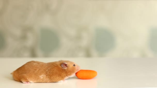 Hamster äter en morot — Stockvideo