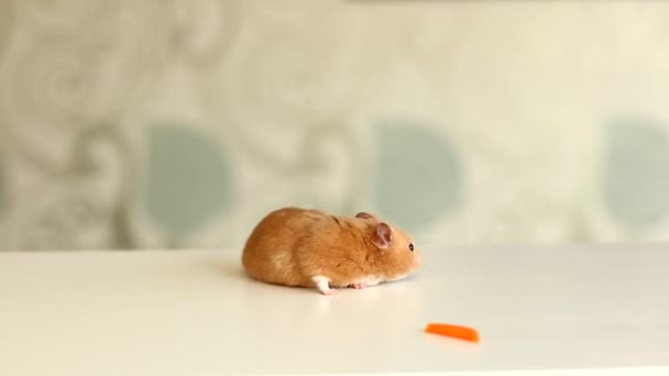 Havuç yiyen bir hamster. — Stok video