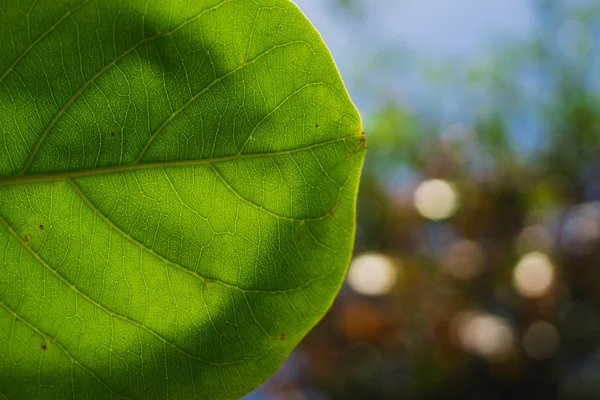Зеленый лист с солнцем — стоковое фото