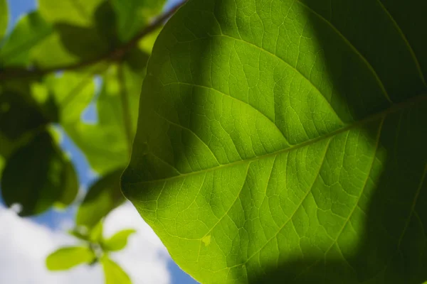 Зеленый лист с солнцем — стоковое фото