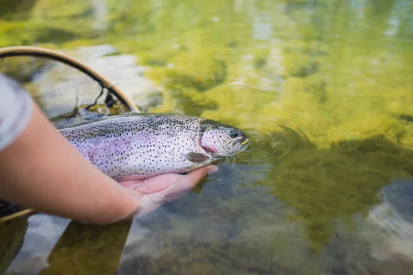 Pescador soltando una trucha arco iris — Foto de Stock