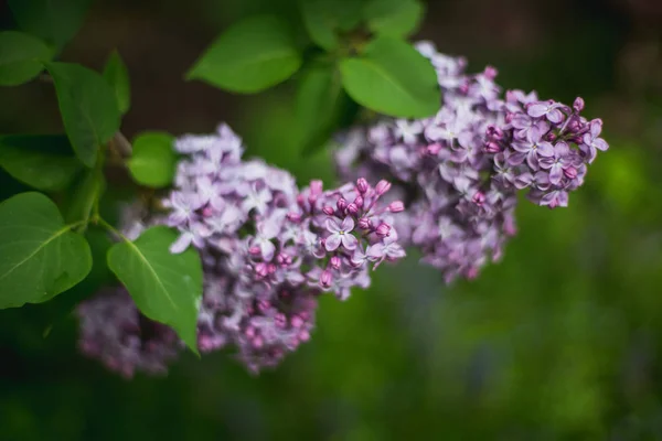 Lilac kvete. Krásná banda fialových detailů. Lilac Flowering. Lilac Bush Bloom. Lilac květiny v zahradě. — Stock fotografie