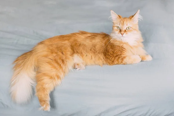 Ginger cat portrait at home — Stock Photo, Image