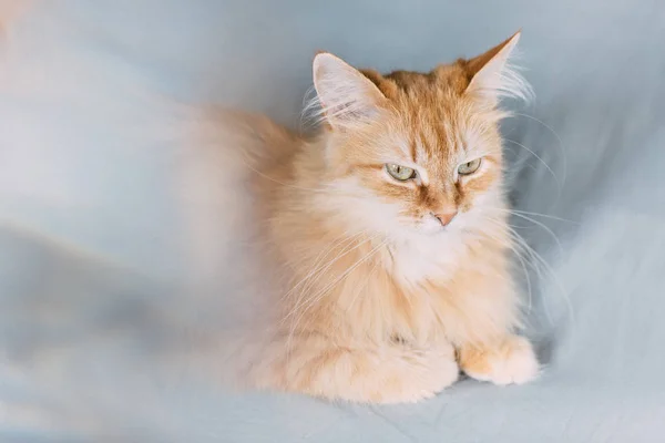 Ginger cat portrait at home — Stock Photo, Image