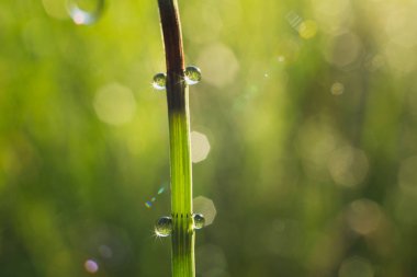 güneş ışığı altında yeşil çim bir sap üzerinde tatlı su damlaları