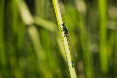 Yusufçuk arka ışık çimen sapı üzerinde. Yaz sanat manzara. Yumuşak odak