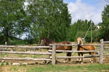 Paddock ile çit, Finlandiya at