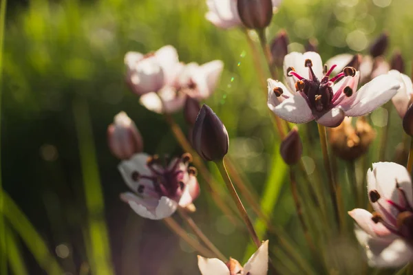 Wilde Wiese rosa Blüten auf Morgensonne Hintergrund. Hintergrund Sommerfeld — Stockfoto