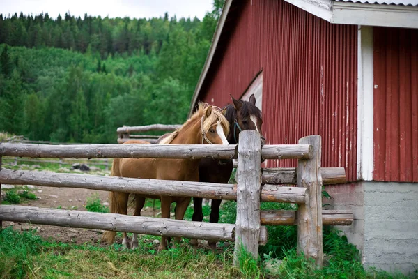 Paddock ile çit, Finlandiya at
