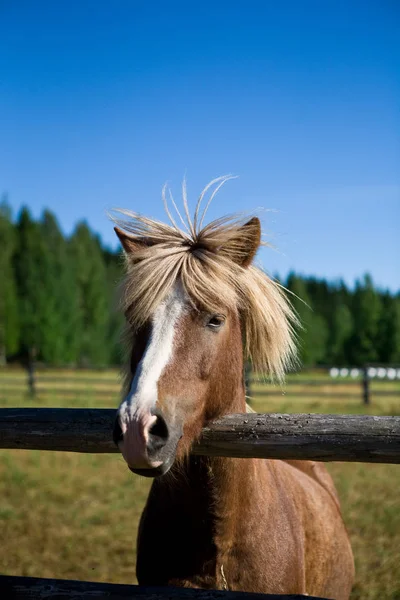 Beautiful horse portrait — Stock Photo, Image