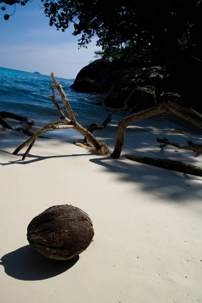 Coconut on the sand on a blurred background of a tropical beach — Stock Photo, Image