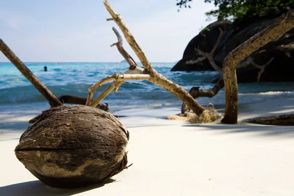 Coconut on the sand on a blurred background of a tropical beach — Stock Photo, Image