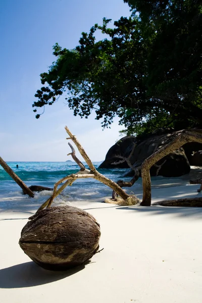 Coconut on the sand on a blurred background of a tropical beach — Stock Photo, Image