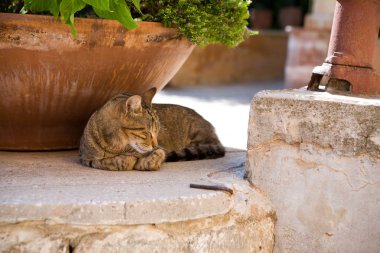 Sokakta kızıl kedi