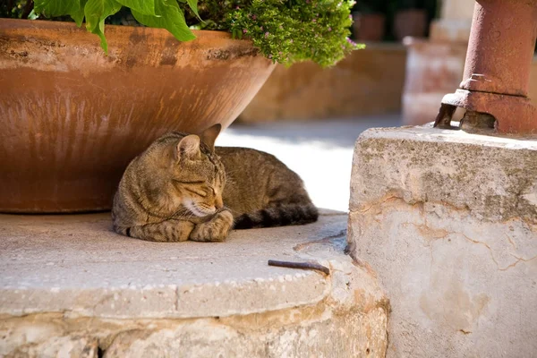 Sokakta kızıl kedi