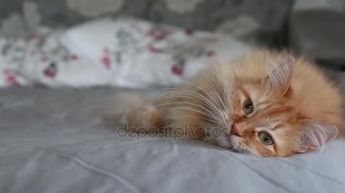 Şirin zencefil kedi karnına yatağa gri battaniye, kabarık evde beslenen hayvan içinde yatan uyuyacak. Rahat ev arka plan.