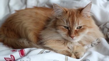 Şirin zencefil kedi karnına yatağa gri battaniye, kabarık evde beslenen hayvan içinde yatan uyuyacak. Rahat ev arka plan.