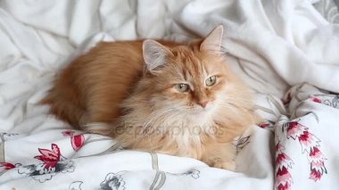 Şirin zencefil kedi karnına yatağa gri battaniye, kabarık evde beslenen hayvan içinde yatan uyuyacak. Rahat ev arka plan.
