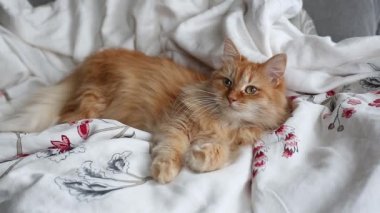 Şirin zencefil kedi karnına yatağa gri battaniye, kabarık evde beslenen hayvan içinde yatan uyuyacak. Rahat ev arka plan.