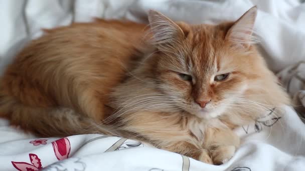 Lindo gato de jengibre acostado vientre en la cama en manta gris, Fluffy mascota va a dormir. Acogedor fondo casero . — Vídeo de stock