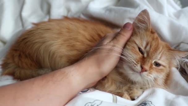 Lindo gato de jengibre acostado vientre en la cama en manta gris, Fluffy mascota va a dormir. Acogedor fondo casero . — Vídeo de stock