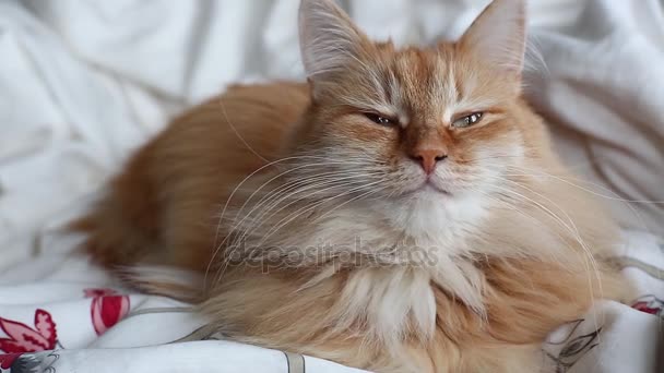 Niedliche Ingwerkatze liegt bäuchlings im Bett auf grauer Decke, flauschiges Haustier schläft ein. gemütlicher Hintergrund. — Stockvideo