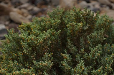 günbatımı Tenerife, Kanarya Adaları, bitkiler