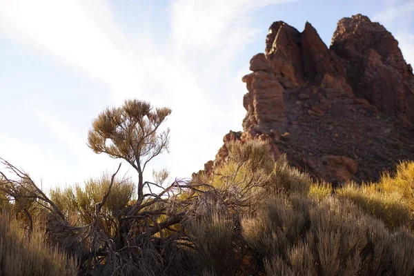 Växter vid foten av Teide vulkanen — Stockfoto