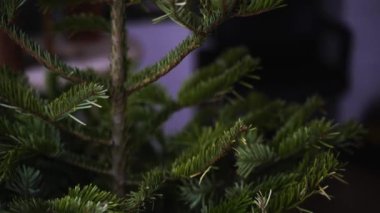 Genç kız yeşil bir Noel ağacı süslüyor.
