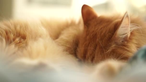 Ginger cat relajándose en una manta azul y lavándose el pelo — Vídeo de stock