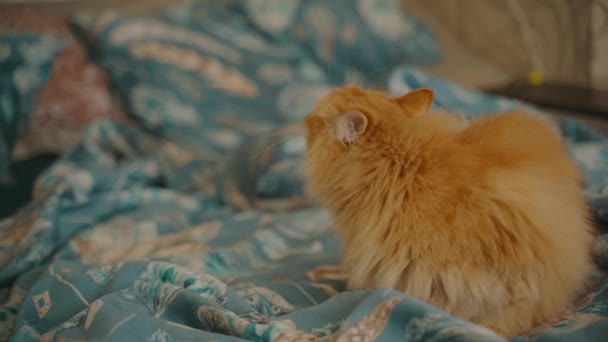 Gatto zenzero rilassante su una coperta blu e lavarsi i capelli — Video Stock