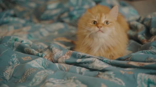 Gember kat ontspannen op een blauwe deken en het wassen van haar haar — Stockvideo