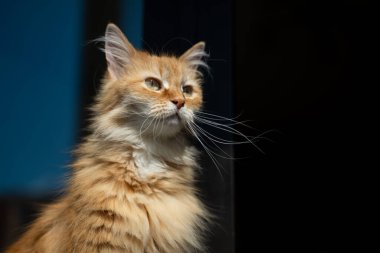 Evde güneşin altında duran sevimli kızıl bir kedinin portresi.