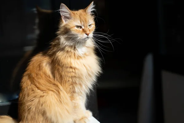 Portrait of a cute ginger cat at home in the sun — Stock Photo, Image