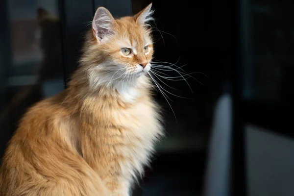 Portrait of a cute ginger cat at home in the sun — Stock Photo, Image