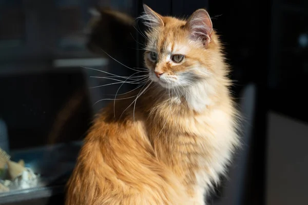 Portrait of a cute ginger cat at home in the sun — Stock Photo, Image