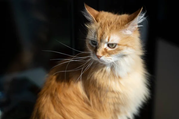 Portrait of a cute ginger cat at home in the sun — Stock Photo, Image