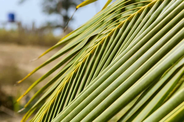 Palm bladeren. De textuur van de palm. — Stockfoto