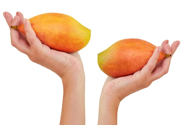 Mango in hand. White background. fruit mango — Stock Photo, Image