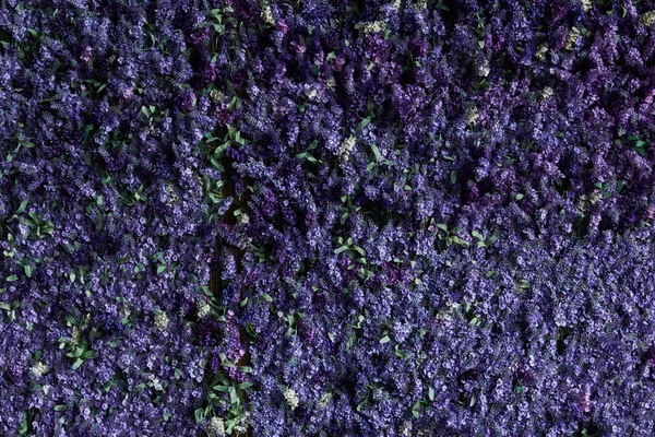 Fondo de flores. Hermosas flores púrpura fondo — Foto de Stock