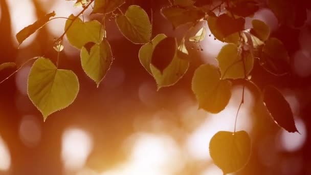 树叶在风中的瓦罐。秋天 — 图库视频影像