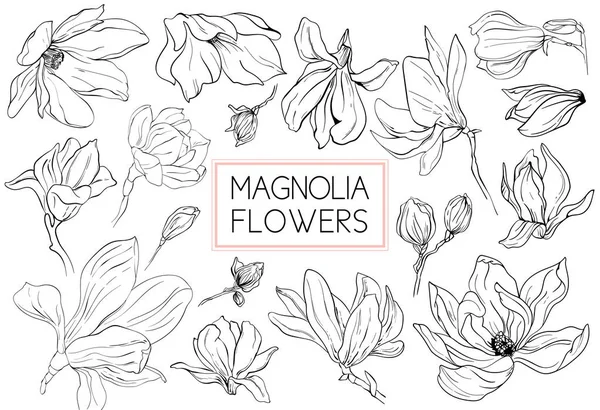 Magnolia flores dibujo y boceto con línea de arte sobre fondos blancos. — Archivo Imágenes Vectoriales