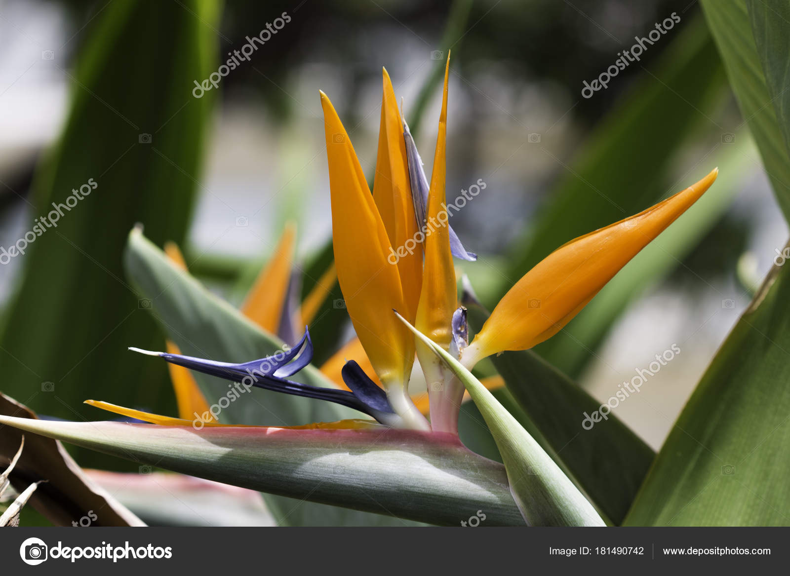 Fleur Oiseau Paradis Photographie Jbentley09 181490742