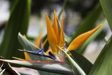 Cennet kuşu çiçeği.