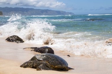 Turtle Beach Hawaiian deniz kaplumbağası