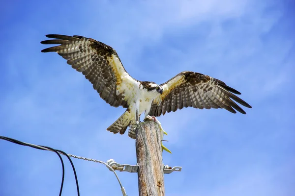 Osprey Perched Fish — Stock Photo, Image