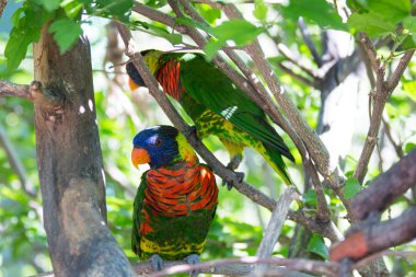 Bir dal üzerinde tünemiş lorikeets