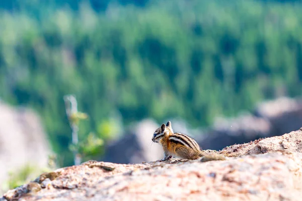 Streifenhörnchen Auf Einer Klippe Wald — Stockfoto